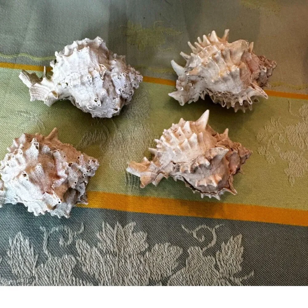 4 Murex sea shells white and pink
